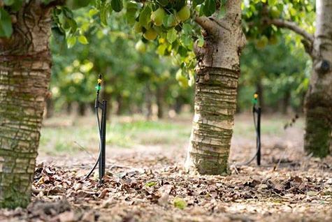 Orchard fertilization Orchard fertilization