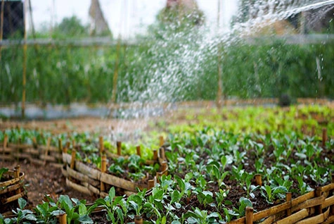 Application of Potassium Acetate in High-end Fertilizers Application of Potassium Acetate in High-end Fertilizers