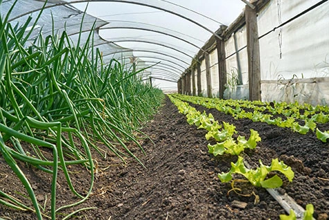 Application of Potassium Acetate in High-end Fertilizers Application of Potassium Acetate in High-end Fertilizers