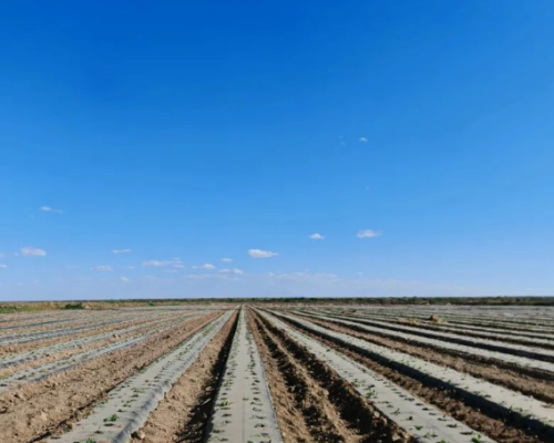 Application of Potassium Organic Acid for Saline-Alkali Land Improvement